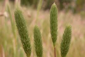 Attēlu rezultāti vaicājumam “Phleum phleoides”