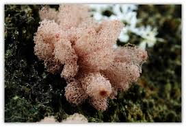 Attēlu rezultāti vaicājumam “Arcyria incarnata young”