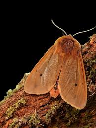 Attēlu rezultāti vaicājumam “Phragmatobia fuliginosa imago”