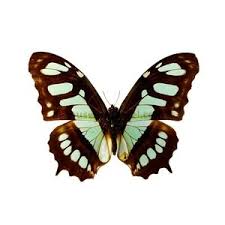 Attēlu rezultāti vaicājumam “Araschnia levana upperside”