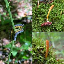 Attēlu rezultāti vaicājumam “Cordyceps polyarthra”