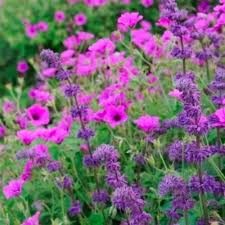 Attēlu rezultāti vaicājumam “Salvia verticillata flower”