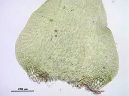 Attēlu rezultāti vaicājumam “Campylium protensum”