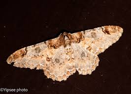 Attēlu rezultāti vaicājumam “Thetidia smaragdaria”