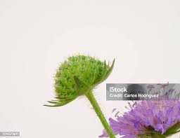 Attēlu rezultāti vaicājumam “Knautia arvensis fruit”