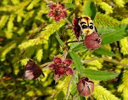 Attēlu rezultāti vaicājumam “Oenothera rubricauli flower”