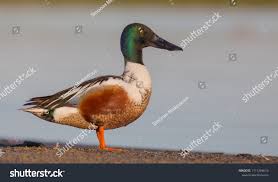 Attēlu rezultāti vaicājumam “Anas clypeata”