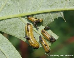 Image result for insect poop