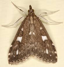 Attēlu rezultāti vaicājumam “Udea olivalis”