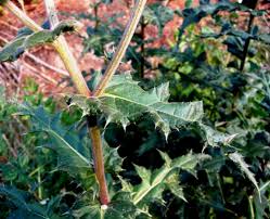 Attēlu rezultāti vaicājumam “Echinops sphaerocephalus”