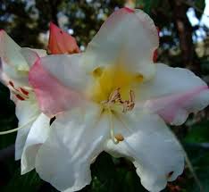 Attēlu rezultāti vaicājumam “Menziesia ferruginea flower”