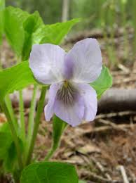 Attēlu rezultāti vaicājumam “Viola mirabilis leaf”