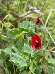 Image result for Lotus tetragonolobus