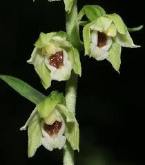 Attēlu rezultāti vaicājumam “Epipactis”