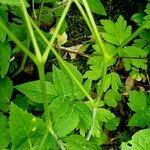 Attēlu rezultāti vaicājumam “Viola mirabilis leaf”