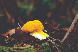 Attēlu rezultāti vaicājumam “Willkommlangea reticulata plasmodium”