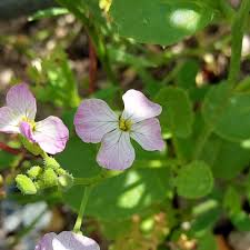 Attēlu rezultāti vaicājumam “Raphanus sativus flower”