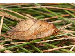 Attēlu rezultāti vaicājumam “Drepanepteryx phalaenoides”