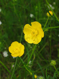 Attēlu rezultāti vaicājumam “Ranunculus polyanthemos”