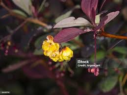 Attēlu rezultāti vaicājumam “Berberis thunbergii flower”
