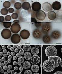 Attēlu rezultāti vaicājumam “Epirhoe tristata”