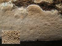 Attēlu rezultāti vaicājumam “Antrodia mellita”