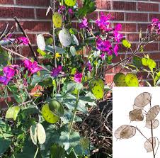 Image result for Lunaria annua
