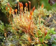 Attēlu rezultāti vaicājumam “Dicranella crispa”