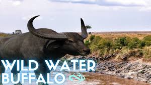 Image result for Wild Water Planet