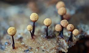 Attēlu rezultāti vaicājumam “Cribraria macrocarpa young”