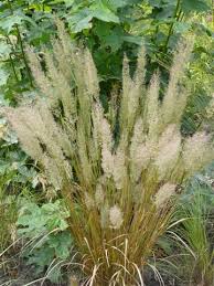 Attēlu rezultāti vaicājumam “Calamagrostis arundinacea leaf”