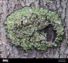 Attēlu rezultāti vaicājumam “Physconia distorta”