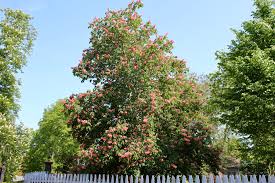 Attēlu rezultāti vaicājumam “Aesculus x neglecta flower”