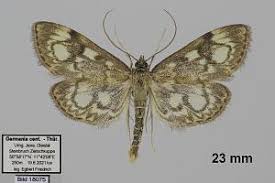 Attēlu rezultāti vaicājumam “Anania coronata”