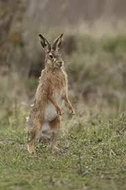 Attēlu rezultāti vaicājumam “Lepus europaeus adult”