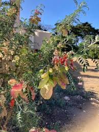 Image result for Colutea arborescens