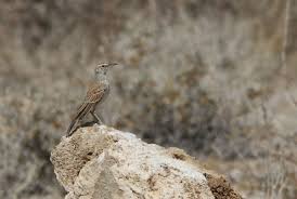 Image result for Phaethon aethereus