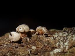 Attēlu rezultāti vaicājumam “Diderma simplex spores”