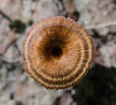 Attēlu rezultāti vaicājumam “Asterodon ferruginosus”