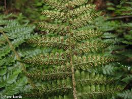 Attēlu rezultāti vaicājumam “Polystichum braunii”