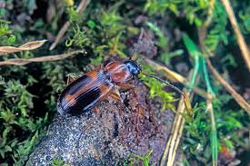 Attēlu rezultāti vaicājumam “Badister bullatus”