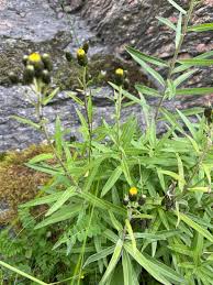 Attēlu rezultāti vaicājumam “Hieracium umbellatum”