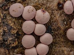 Attēlu rezultāti vaicājumam “Diderma testaceum”