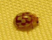 Attēlu rezultāti vaicājumam “Myrrha octodecimguttata”