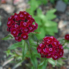 Image result for Dianthus barbatus
