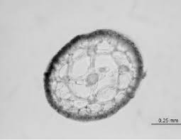 Attēlu rezultāti vaicājumam “Lemanea fluviatilis”