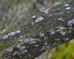 Attēlu rezultāti vaicājumam “Hypoxylon vogesiacum”