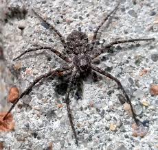 Attēlu rezultāti vaicājumam “Philodromus margaritatus”