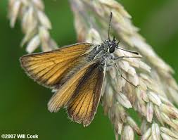 Attēlu rezultāti vaicājumam “Thymelicus lineola male”