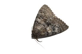 Attēlu rezultāti vaicājumam “Catocala sponsa”